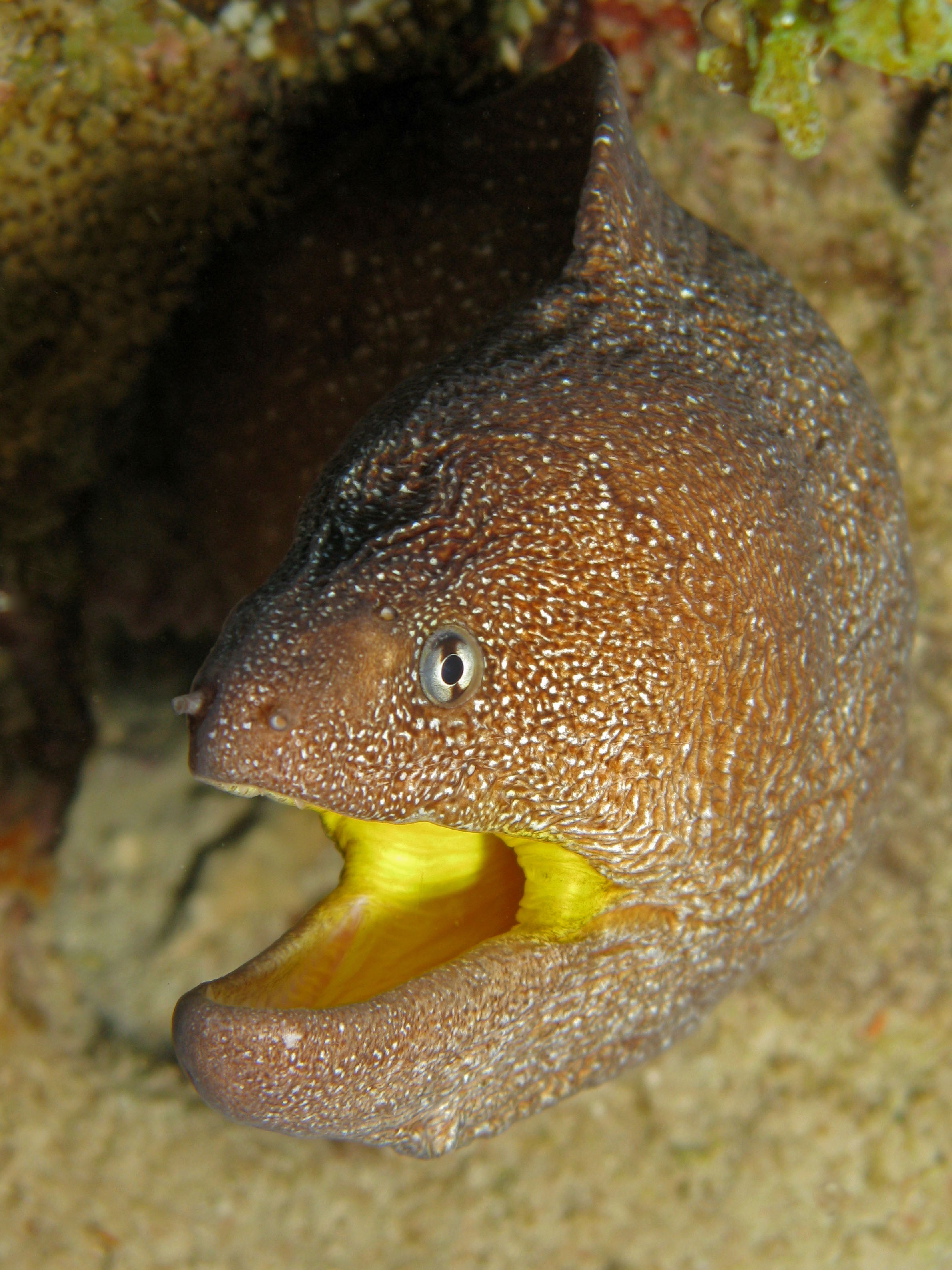 Yellowmouth moray eel peers out from the rock opening his mouth so that divers can take photos