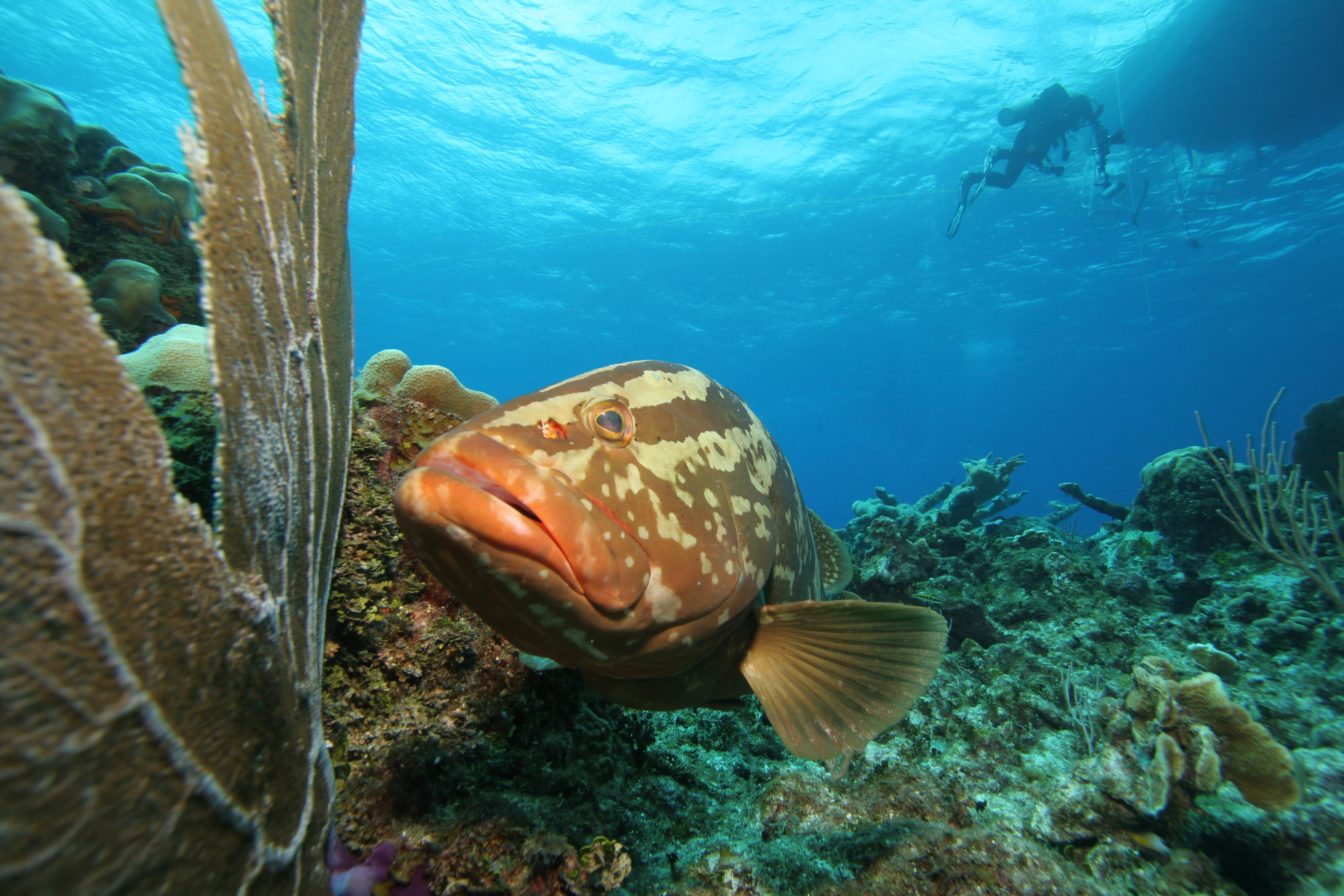 Grouper swimming against coral backdrop