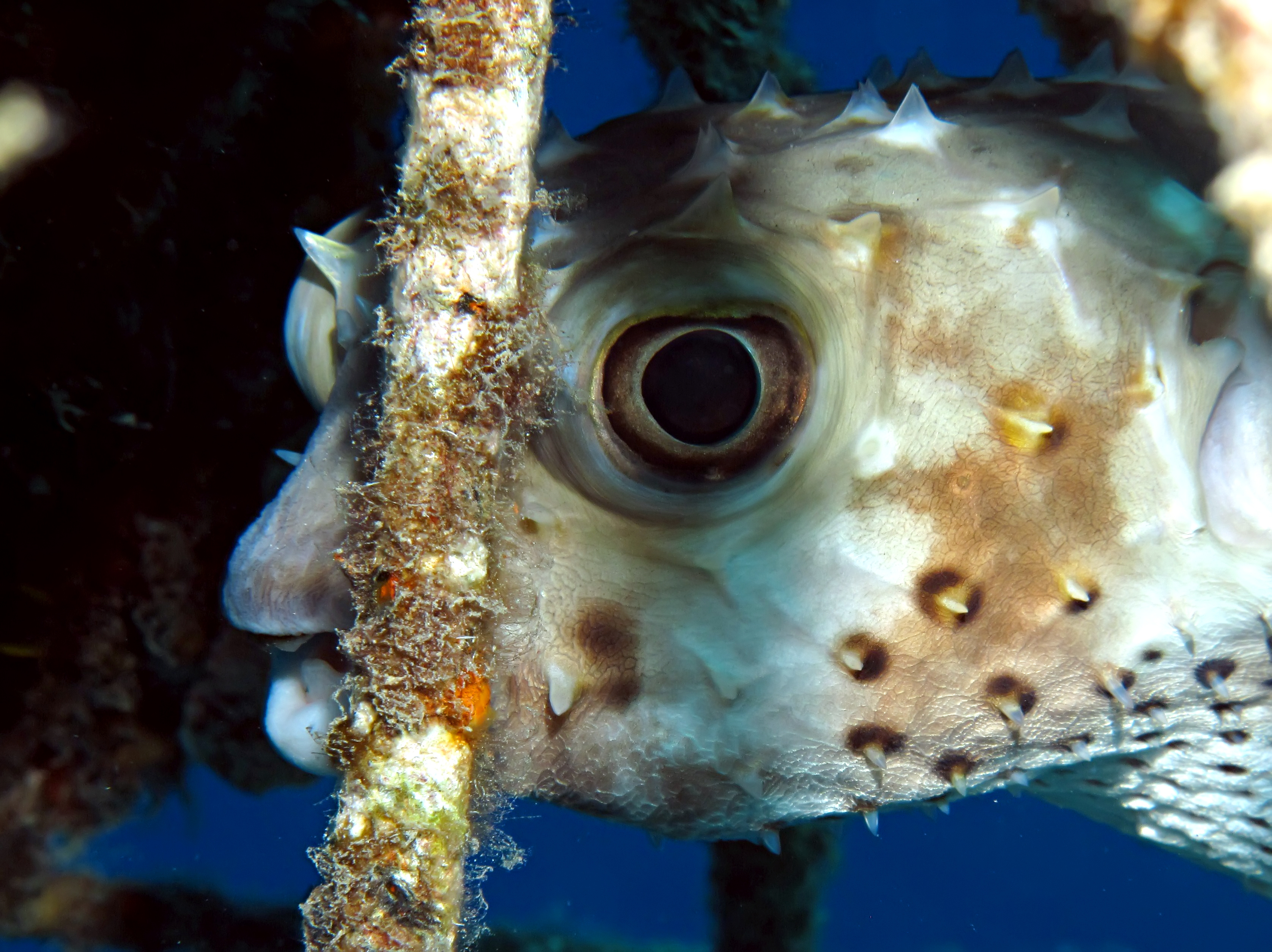 puffer fish hiding out near inchulva wreck in delray beach, florida