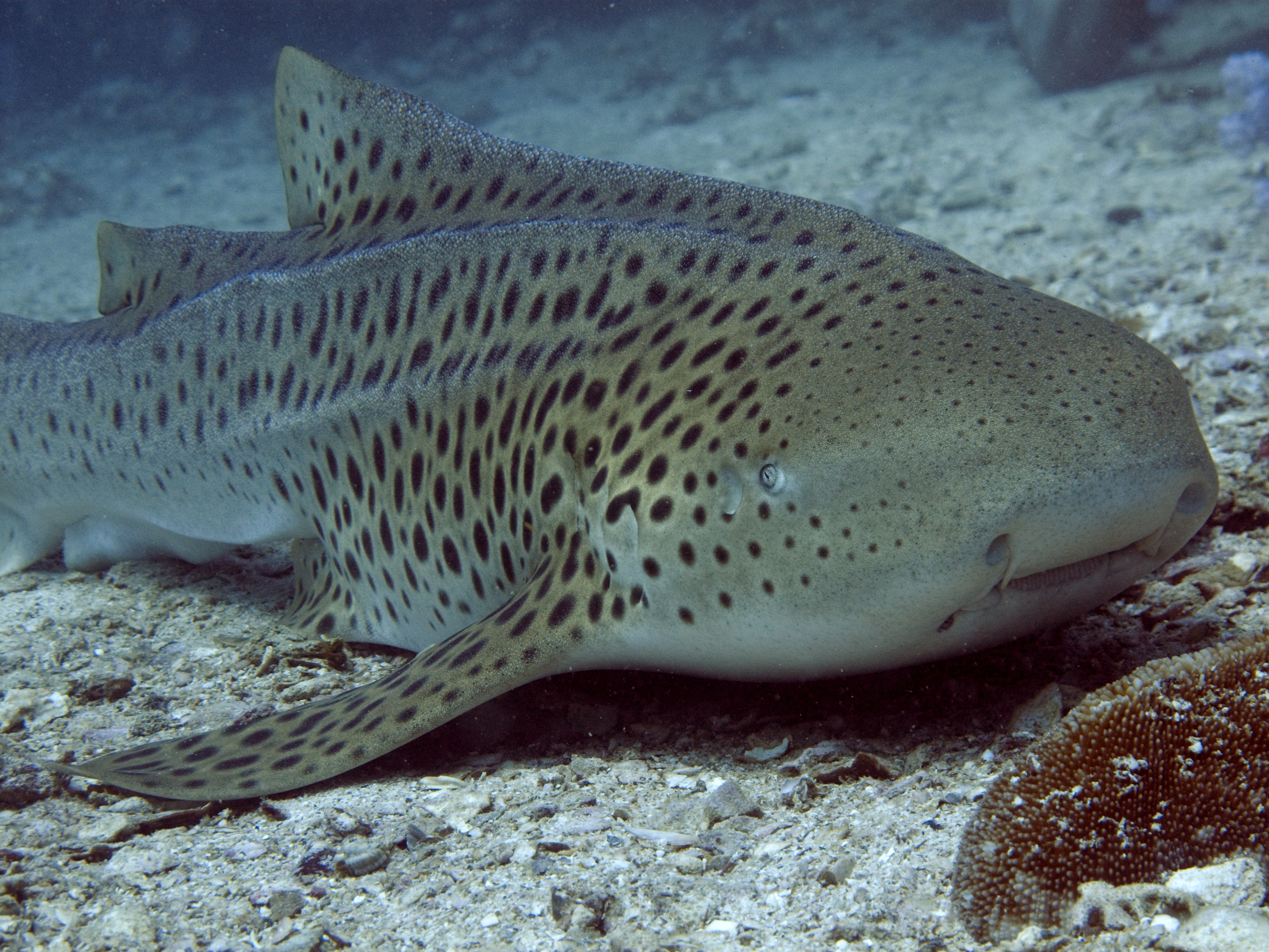 small leopard shark rests on the ocean bottom at bugor reef on the philippines' coron island