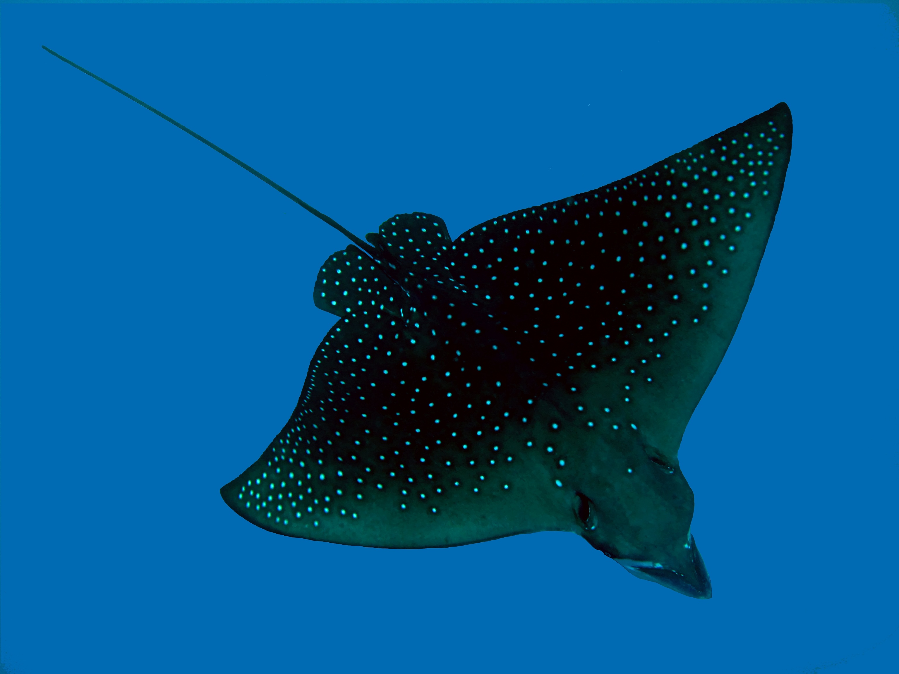 Eagle ray swimming