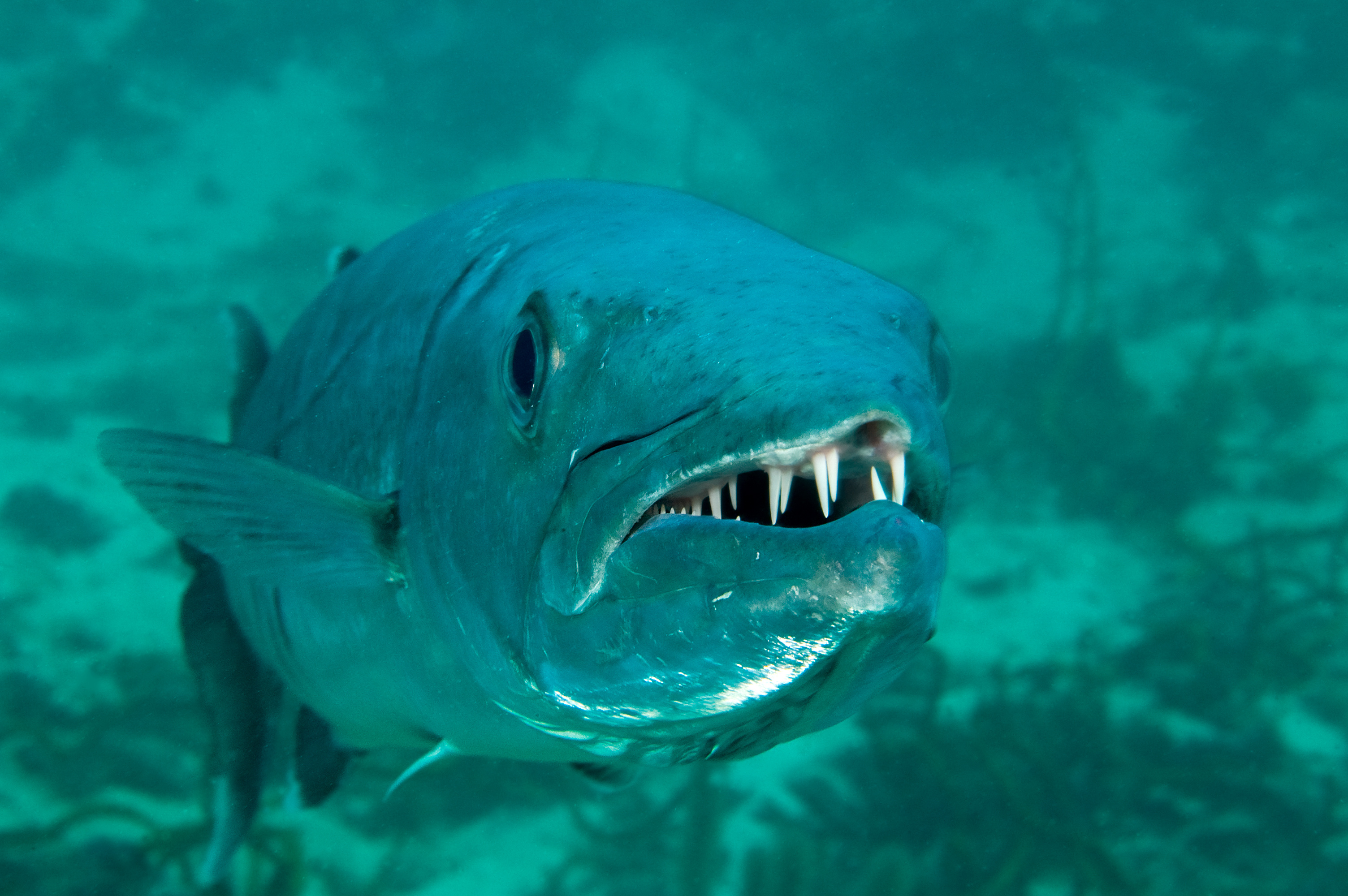 Barracuda scouts out the area surrounding the Uluburun Wreck in Turkey