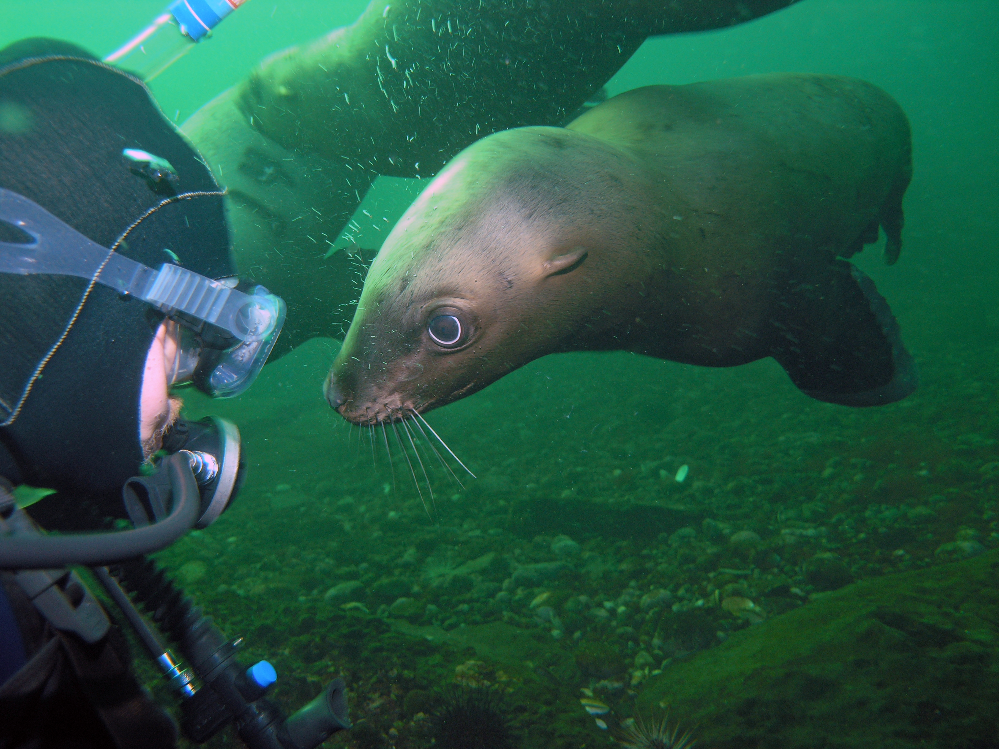 Curious and playful sea lion in Puerto Madryn, Argentina gets in a staring contest with a scuba diver