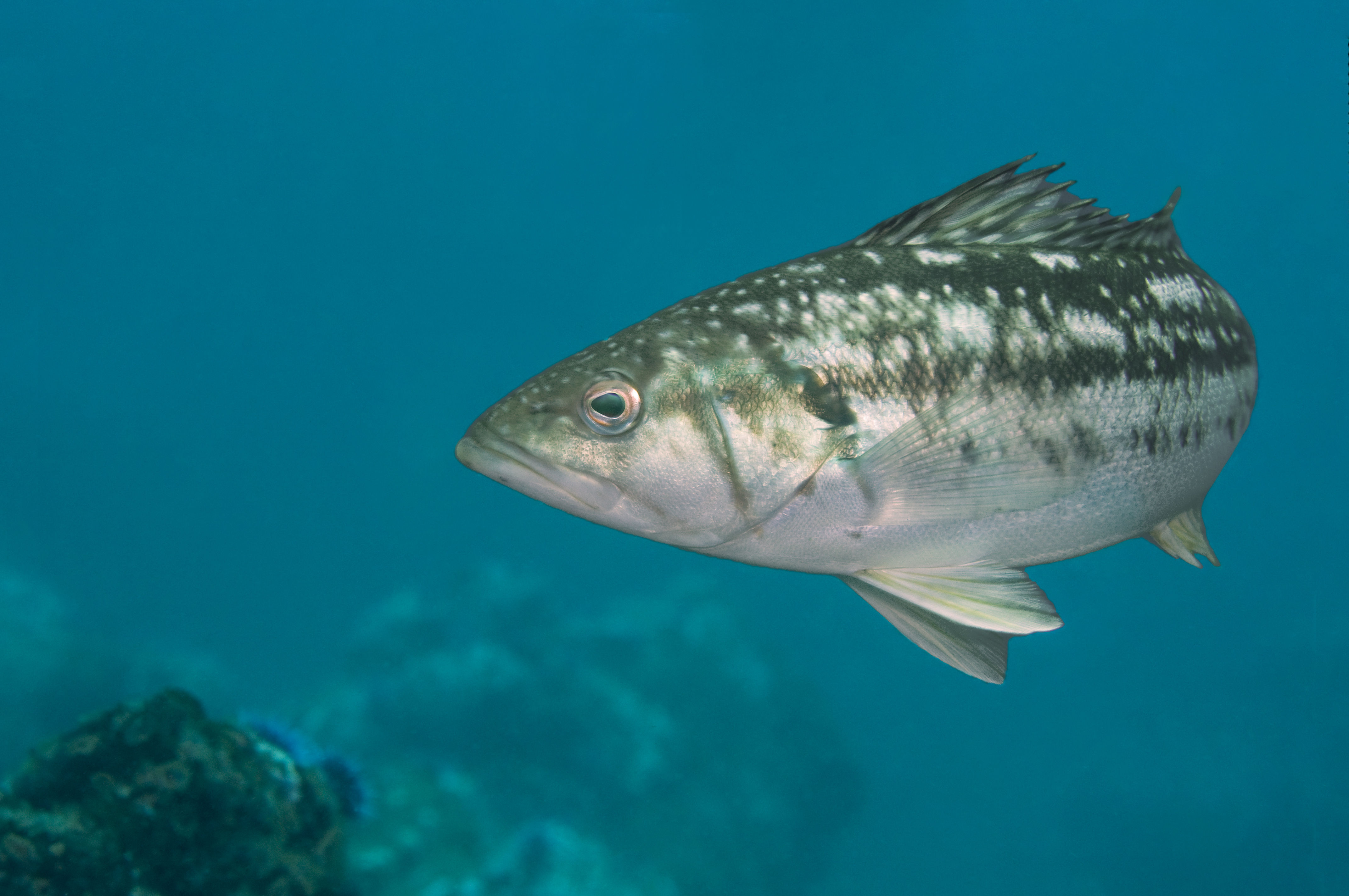 Trout swimming around in Lake Constance (Bodensee) in Germany