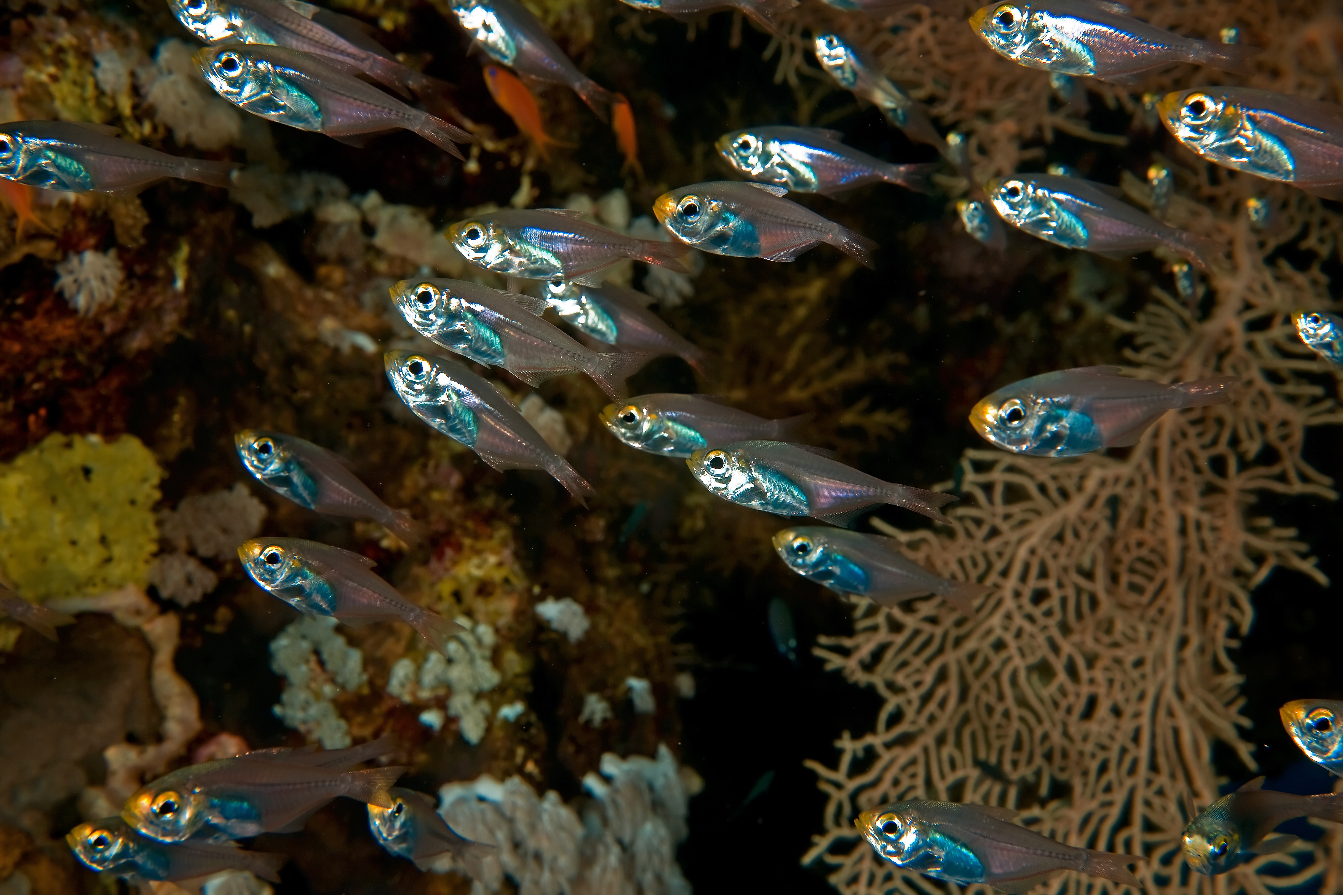 Group of glassfish explore the colorful corals and sponges at Kamari Rock dive site in Santorini, Greece