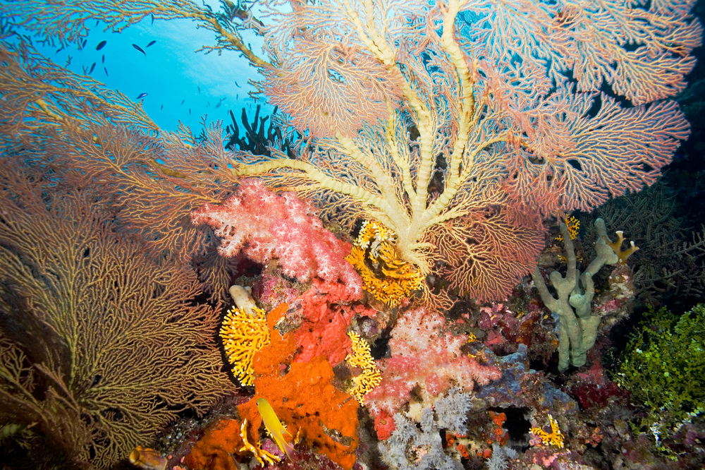 A gathering of hard and soft corals lingering in the Caribbean waters of Turks and Caicos's South Cays