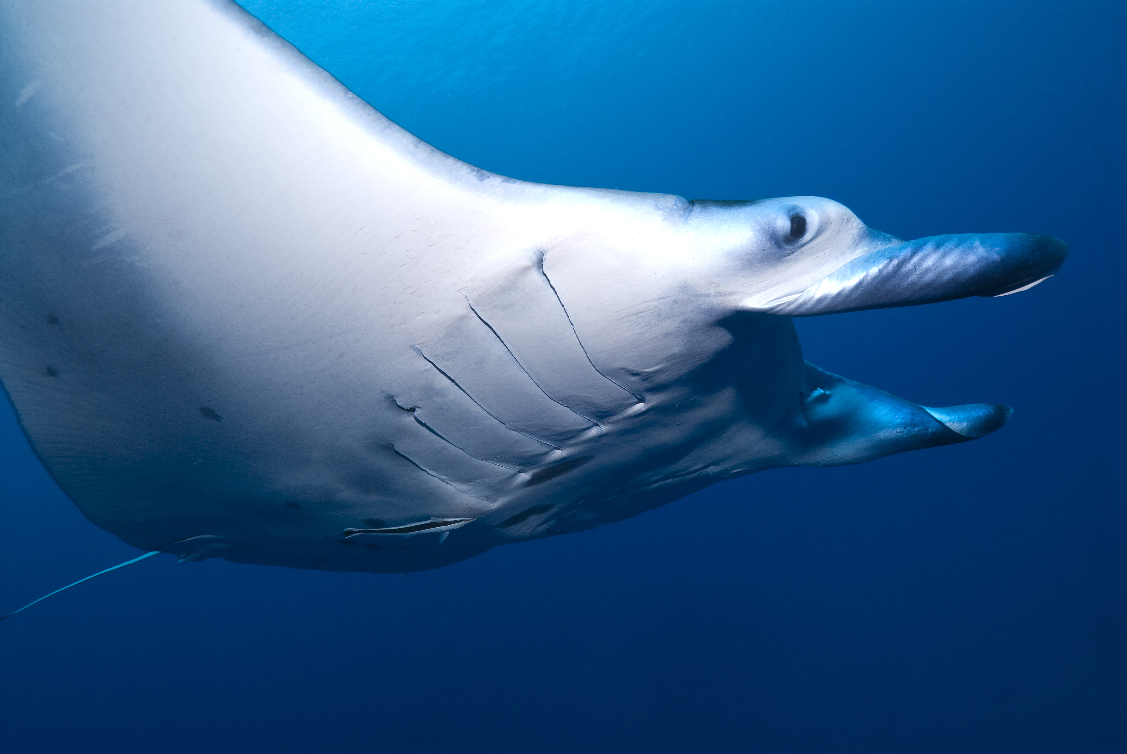 Large manta ray darts around the area surrounding Manta Parade dive site in Indonesia's Sangalaki