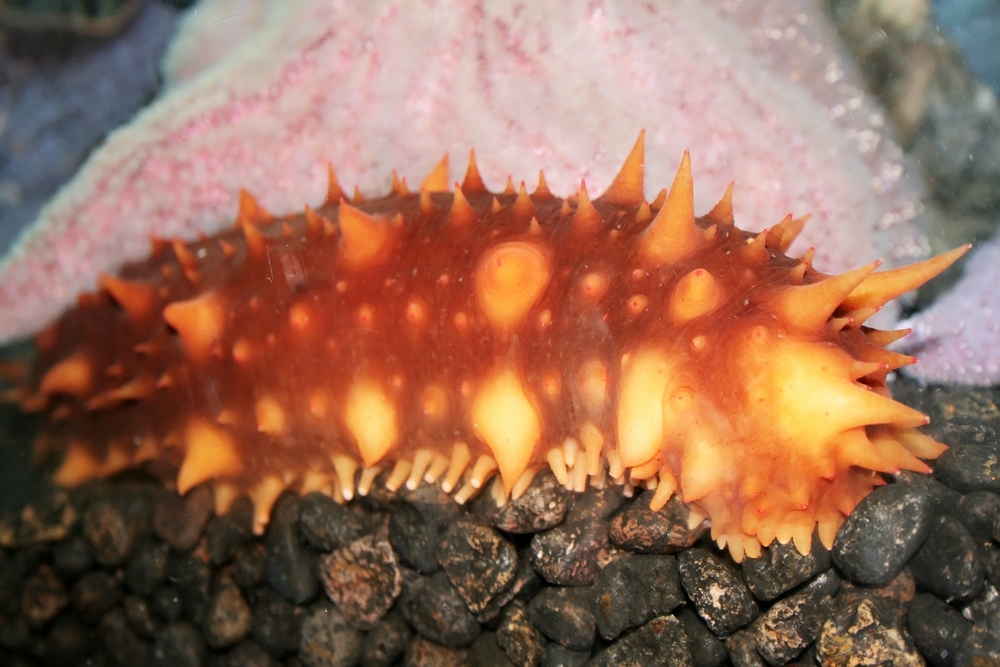 Orange sea cucumber makes its way along a rocky reef outside clover point dive site in Victoria, British Colombia