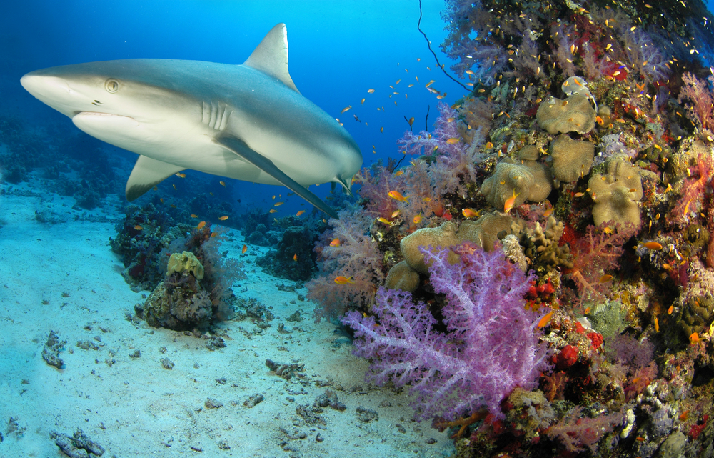 A shark swimming in the beautiful waters of Bonaire National Marine Park against a colorful coral backdrop