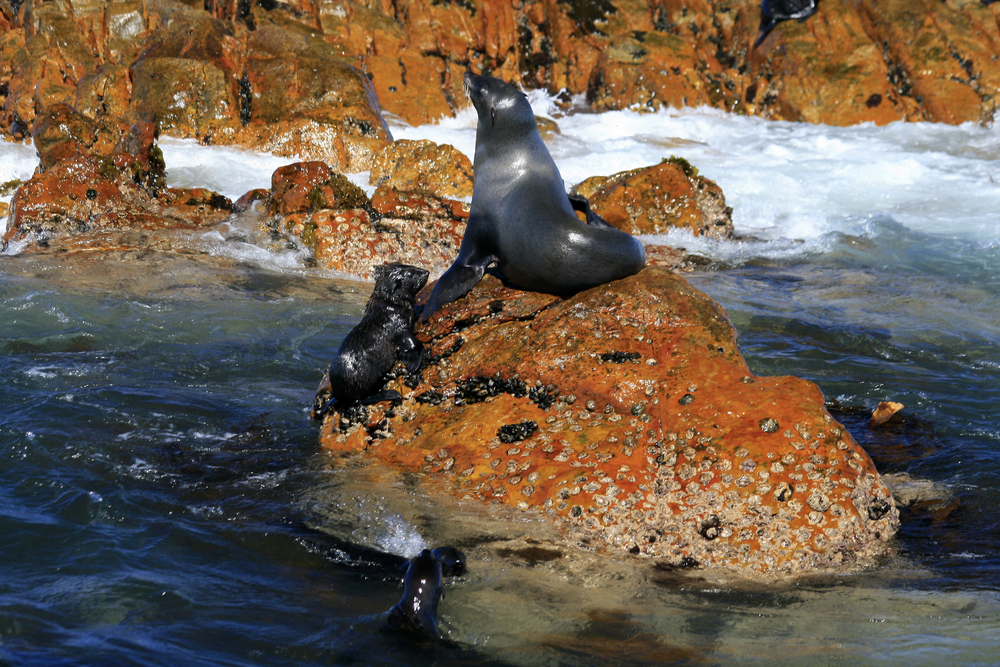 seals rest on rocky surface in south africa's seal island trying to avoid a great white shark attack