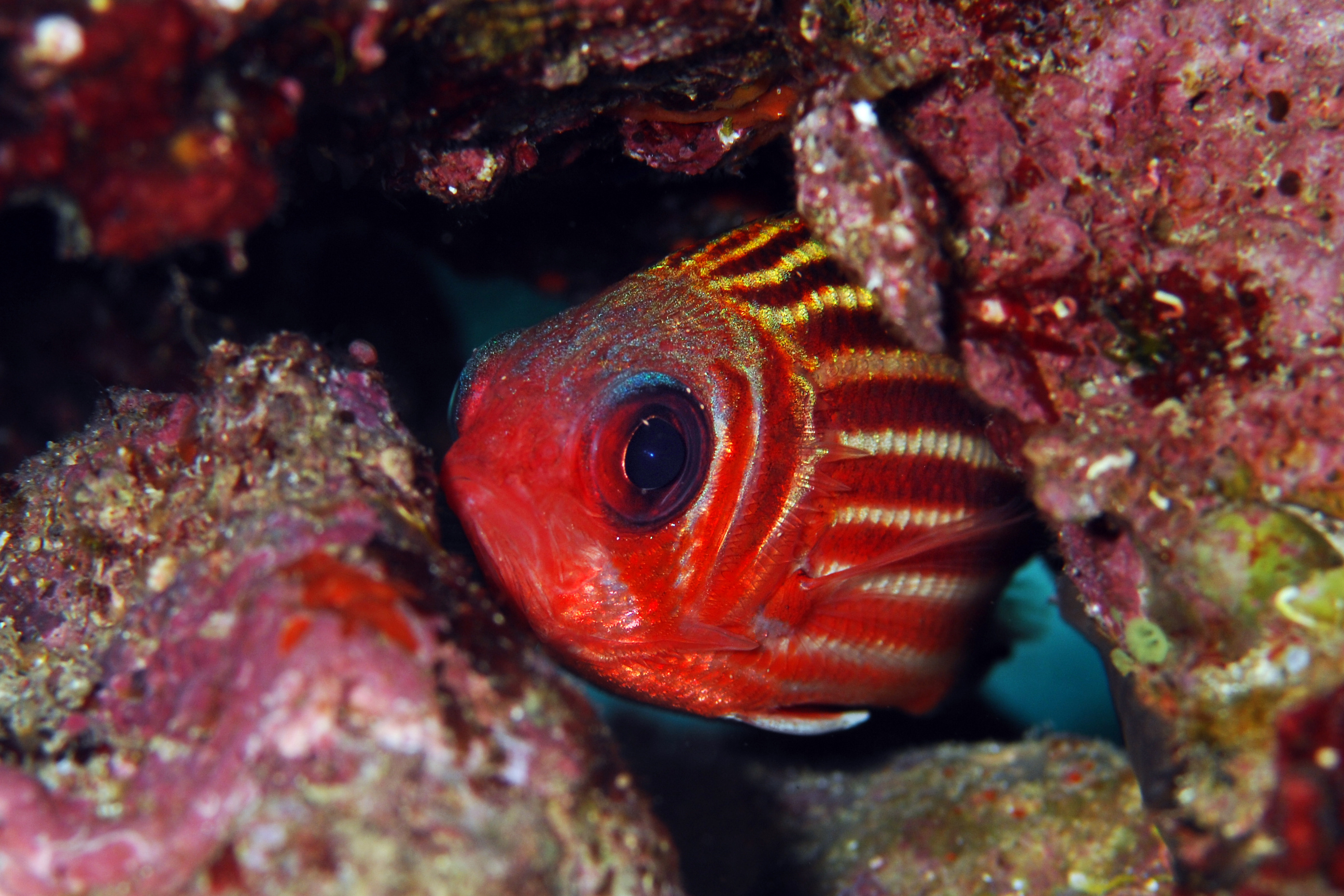 Squirrelfish seeks the protection in the rocky structures and local caverns found at Pedras Secas Dive Site in Brazil&#039;s Fernando De Noronha