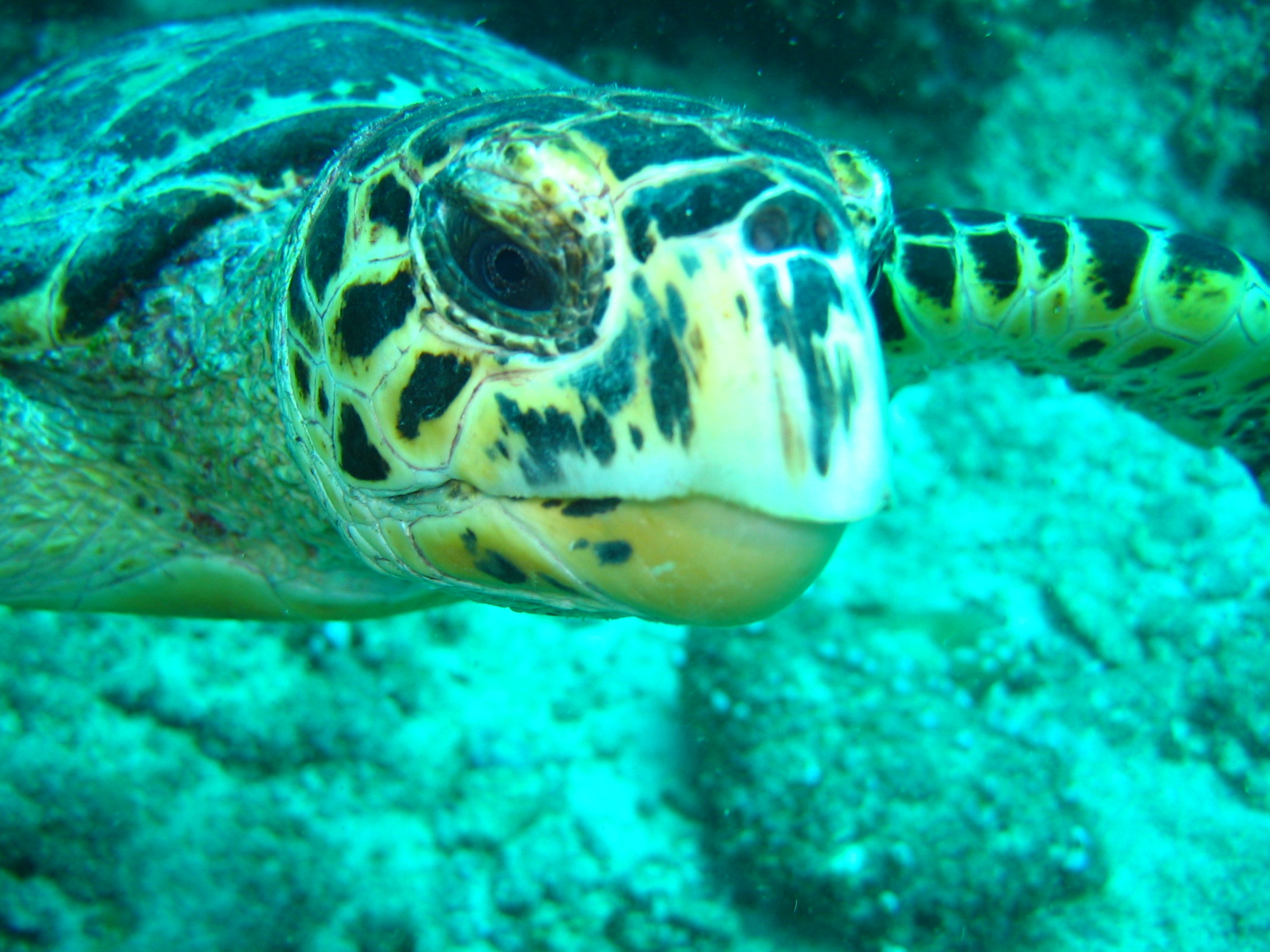 Turtle explores the water and wreckage surrounding Jamaica's Tugboat Pete Wreck as divers take photographs