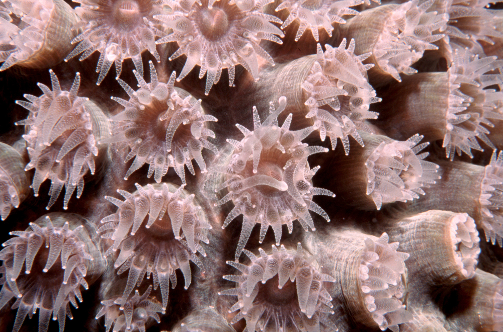 Felipe's Palace dive site in Providencia, Colombia provides a colorful backdrop with vibrant pink star coral and the marine creatures that make their homes among there