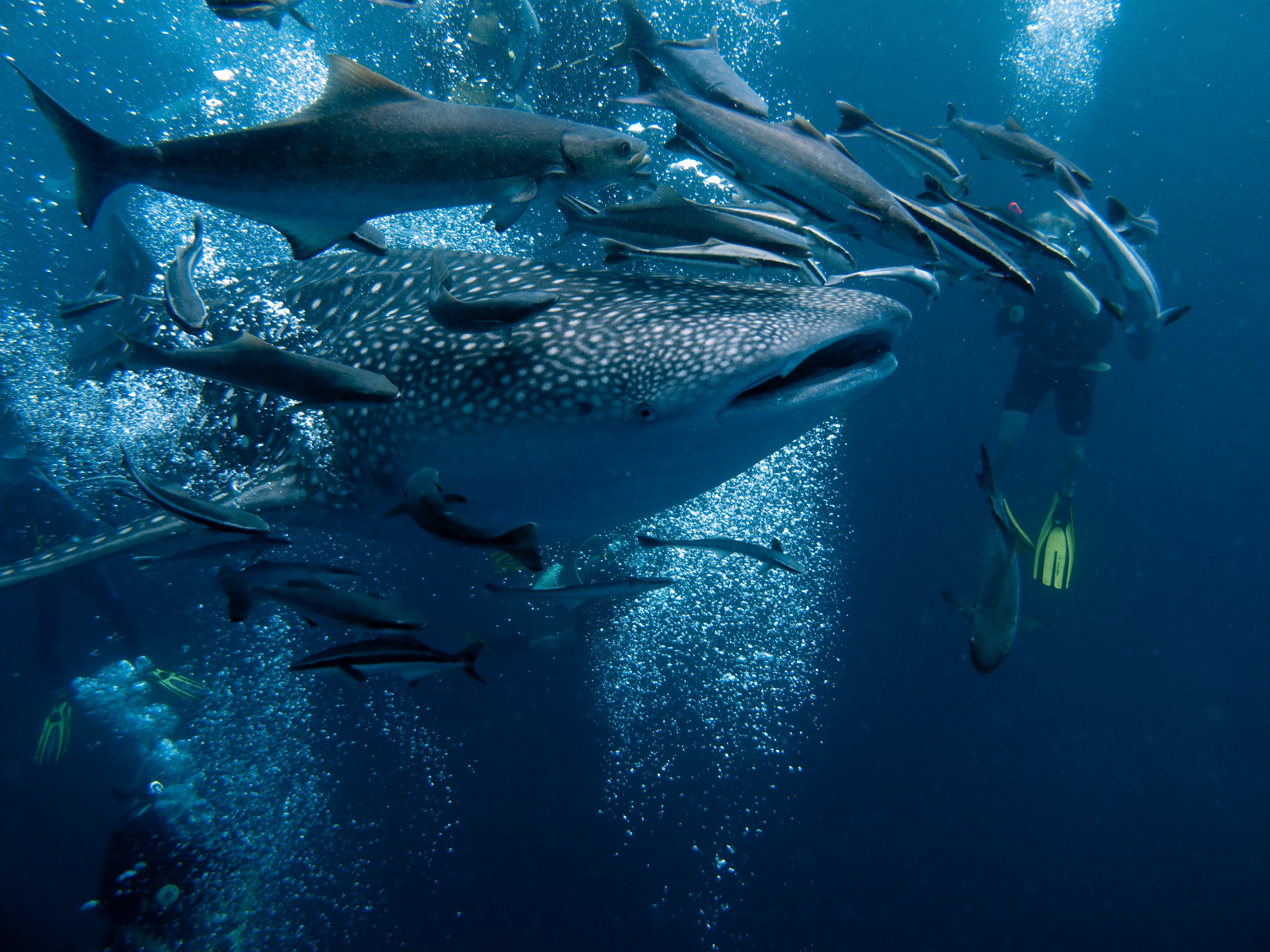 Scuba divers encounter a whaleshark among a flock a fishes in Ecuador&#039;s Galapagos Islands