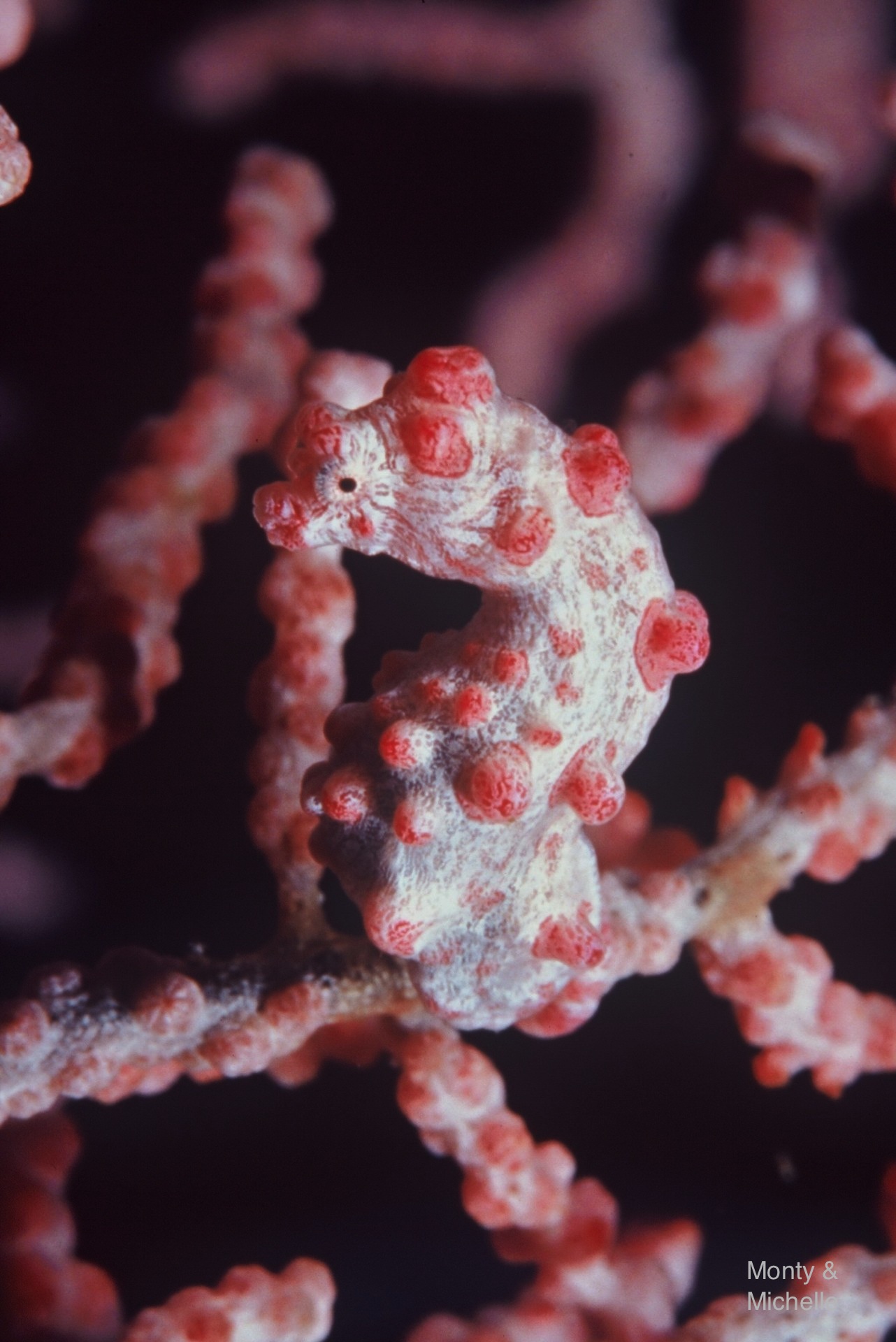 Solomon Islands - Pygmy Seahorse