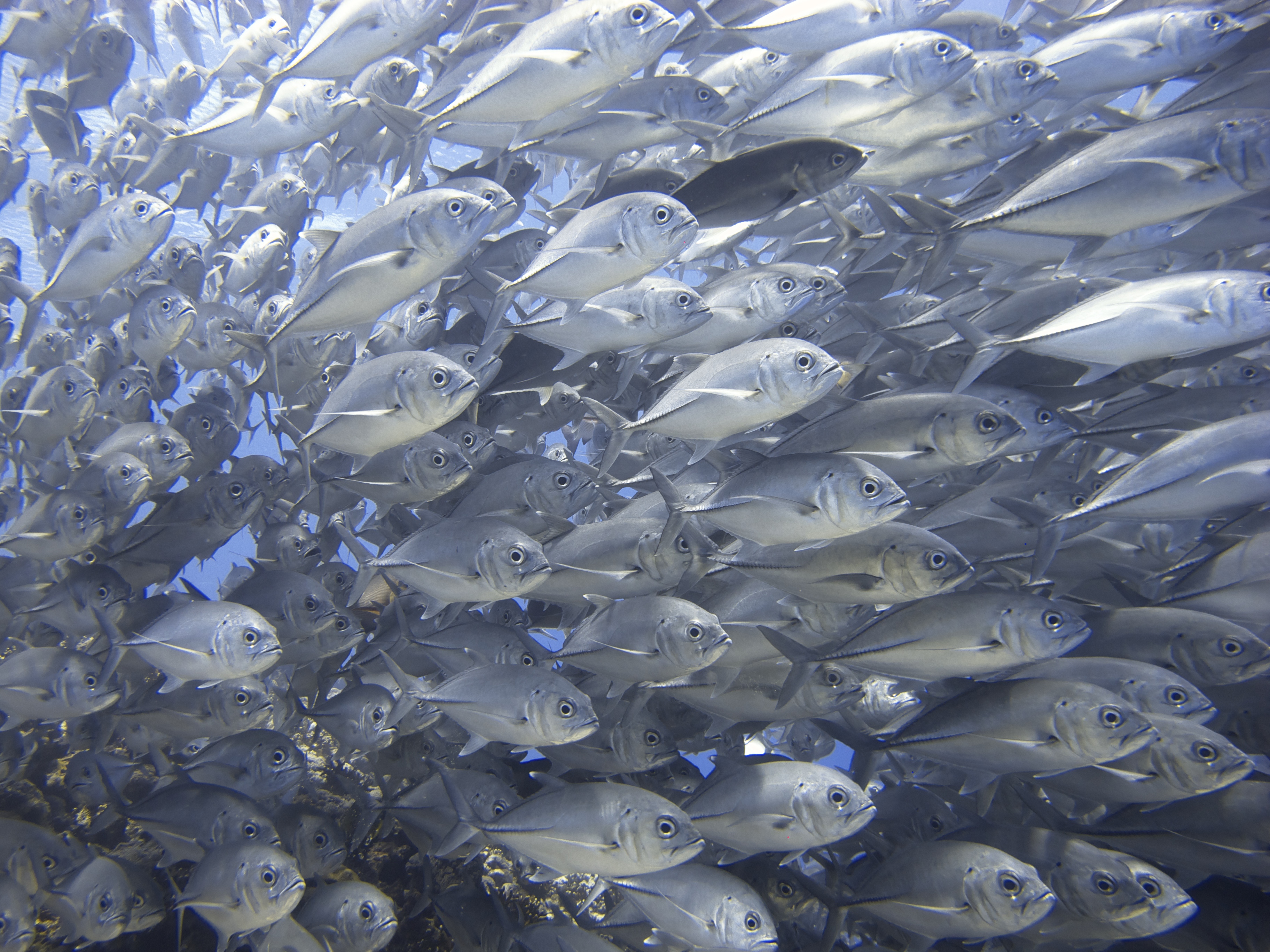 Mary Island is famous for schooling fish and stunning hard corals