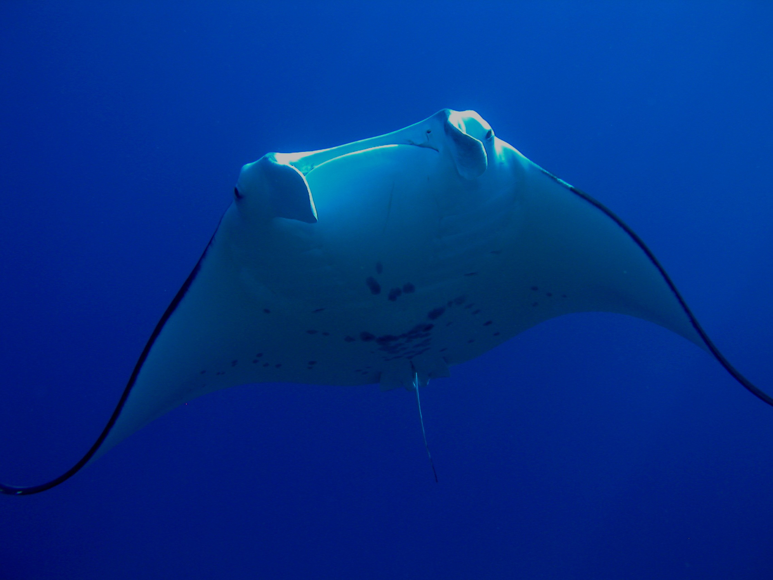 Large manta ray encountered at Gotham City dive site in Australia