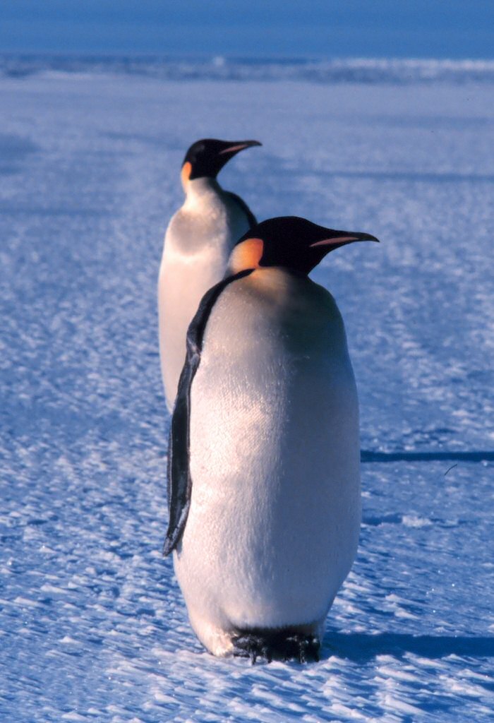 Two emperor penguins make their way about the ice covered surfaces surrounding the Ross Sea in Antarctica