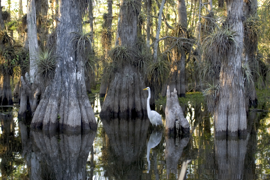 A group of cypress trees line the marsh land in the Florida Everglades providing a home to numerous animals and marine life