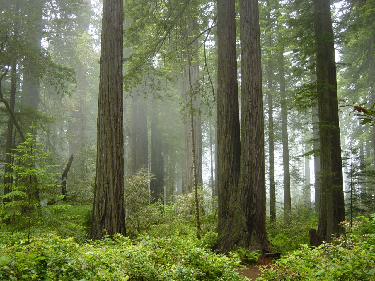 Fog nestled among the beautiful redwood trees that attract numerous visitors to California&#039;s Redwood National Park