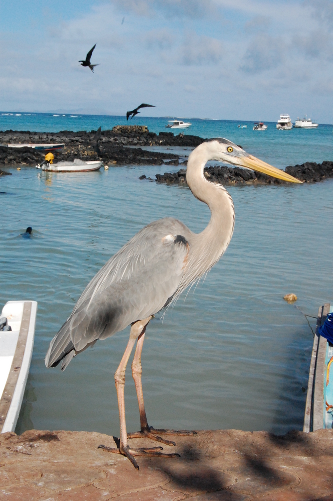 The Ardea herodias rests on a rocky surface as boaters and divers explore the rest of Santa Cruz Island in the Galapagos 