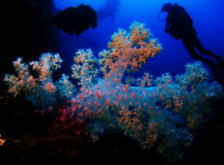 The beauty of Truk Lagoon